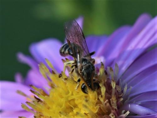 Lasioglossum sp.